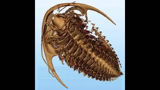 Unveiling the Pompeii of Trilobites: Ancient Fossils in Stunning Detail