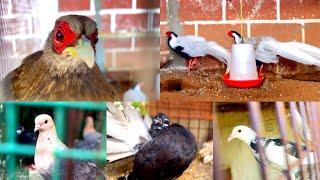 IBRAHIM FARMS | Mini Zoo | Colourful Birds | Pudukkottai | Tamil Nadu