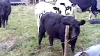 A Cow Gets Electric Fence Shock