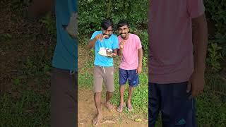 Big Brother & Little Brother Freak Out Over a Cat! 