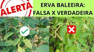 ERVA BALEEIRA | FALSA X VERDADEIRA | APRENDA A IDENTIFICAR CORRETAMENTE!