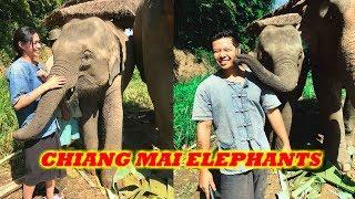 CHIANG MAI ELEPHANT SANCTUARY TOUR  | Lanna Kingdom Elephant Sanctuary