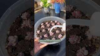 Succulent plants care tips: How to propagate succulents