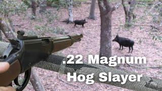 Hunting Wild Hogs with CCI .22 Magnum Maxi Mags