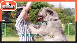 이거 개 맞아?... 크기를 압도하는＂아이리시울프하운드＂ [개는 훌륭하다/Dogs Are Incredible] 20200629