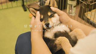 豆柴のナイトルーティン【Mameshiba's Night Routine】
