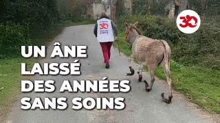 Cet âne a été laissé seul de longues années