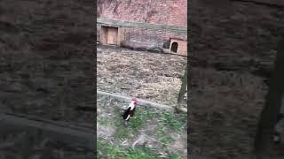 È fuggito il Gallo e le Tibetane lo stanno a guardare