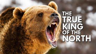 Grizzly Bear: The True King of the North