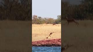 Impala Narrowly Escapes Lions Claws