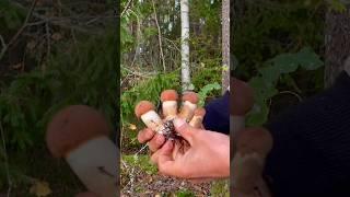 Здесь ПОЛНО ГРИБОВ! Грибники ОБАЛДЕЛИ от УВИДЕННОГО! Сказочная Карелия