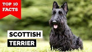 Scottish Terrier - Top 10 Facts