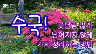  수국! 꽃달림 많게, 넘어지지 않게 가지 정리하는 방법  가지 정리는 7월 말까지! 깻잎 수국 저리 가라!