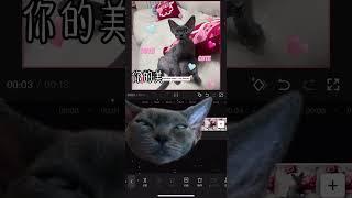 日常VLOG | 小猫咪还有两副面孔——扁担篇