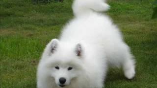 Samoyed kennel "KENVENTAKI''