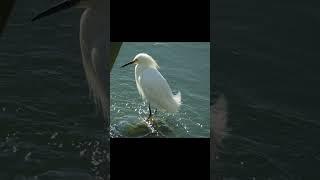 Snowy Egret Fishing on an April Morning.