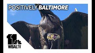 Rise & Conquer: Everything to know about the Ravens birds | Positively Baltimore