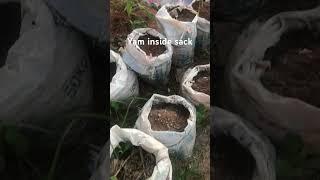 Yam planted inside sack.  #yam, #agriculture, #agriculturelife #technology, #farming #farmer