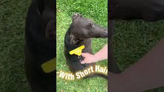 The Furminator De-Shedding Tool: A Must-Have Grooming Tool for Large Dogs!