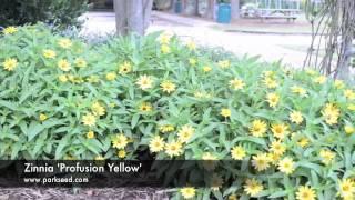 Zinnia 'Profusion Yellow'