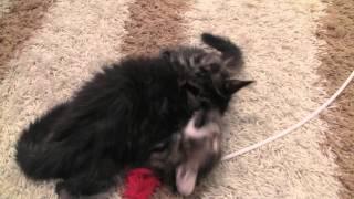 Maine Coon Kittens