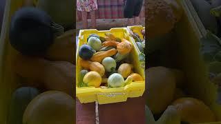 Farmers market in Florida