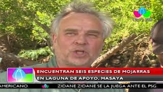 Encuentran seis especies de mojarras en la Laguna de Apoyo, Masaya