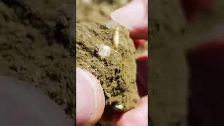 ⭐️CHUNKY GOLD coin 2000 years old! METAL DETECTING ⭐️ #shorts