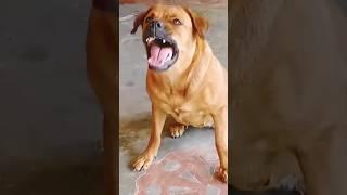 khatarnak janwar#funny #india #gaming #dog #song #shorts