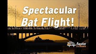 See the Congress Avenue Bridge Bats - Spectacular Bat Flight! 4K Video