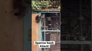 Sparrow Hawk attacked my Aviary!! #shorts #Aviary #Hawk #birds #birdsofprey