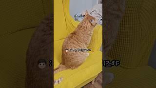 삐진치즈와 안절부절 작은집사 ㅋㅋㅋㅋ #고양이 #개냥이 #고양이애교