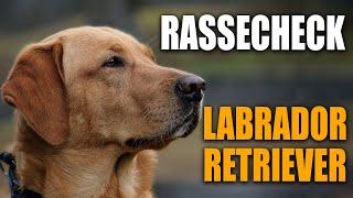 Labrador Retriever - Rasseportrait, Rassebeschreibung - Stadtfelle Rassecheck