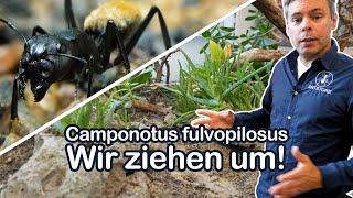 Unsere Camponotus fulvopilosus Kolonie zieht um! | ANTSTORE