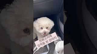 오잉 많이 들어본 것 같기도 하고 아닌 것 같기도 하고….️ #강아지
