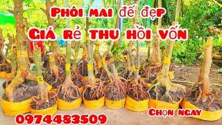 Giá rẻ thu hồi vốn! Phôi mai giảo đẹp 1/11 #aCường0974483509 |MaivàngThanhTâm