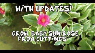 Baby Sun Rose | Grow Baby Sun Rose From Cuttings ? | Grow Aptenia Heartleaf Ice Plant From Cuttings