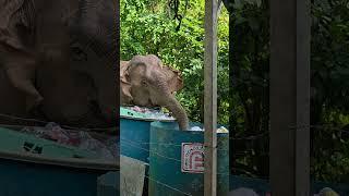 อย่า #elephant