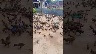 ব্রুডিং কমপ্লিট হাঁসের বাচ্চা / Brooding complete ducklings  #Short