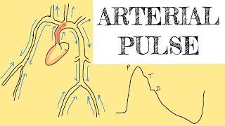 Arterial pulse