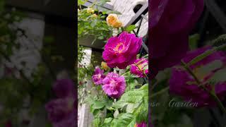 Some Climbing Rose n Shrub Rose 2024#鉢植え#gardening #つるバラ#roses #爬籐玫瑰#月季#short #garden #spring