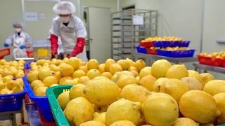 Amazing Fruit Powder Mass Production Plant Turns 15 Tons of Lemons Into Powder