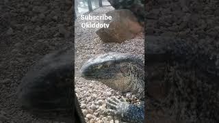 I'm watching you #shorts #reptiles