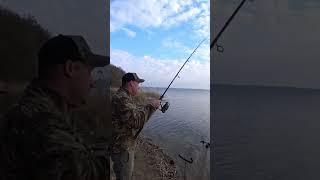 Поклевка на фидер #2025 #fishing #рыбалканафидер