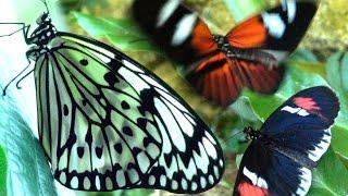 Butterflies Flying in Slow Motion HD - Houston Butterfly Museum