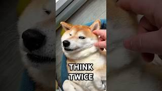 They say you should think twice  #cutenessoverload