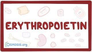 Erythropoietin