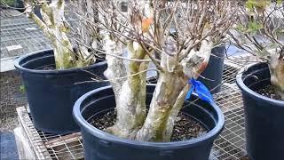 VISITING ARTIST Guy Guidry & Pre-Bonsai Material (Juniper & Crepe Myrtle) at Wigerts Bonsai Nursery