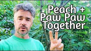 Peach + Paw Paw: Positive Polyculture Permaculture Pals