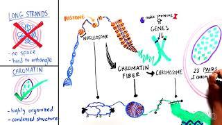 What is Chromatin?